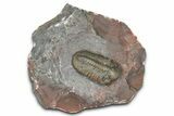 Unusual, Tiny-Eyed Phacopid (Eocryphops?) - Jorf, Morocco #368611-3